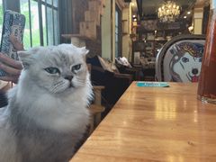 -more than meow吴止猫主题餐厅(承德 中船汇店)