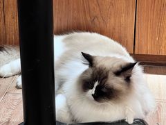 -有猫主题·治愈系猫咖(曾厝垵店)