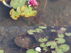 -天鹅湖体育公园