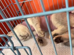 -瑞派福兴宠物医院犬猫全科·骨科·中西医结合(河东店)