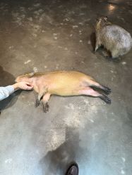 -Zoolung Zoolung动物主题公园(海信广场店)