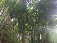 -井冈山革命烈士陵园