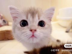 -momokira米努特·德文卷毛猫·棉花面纱犬
