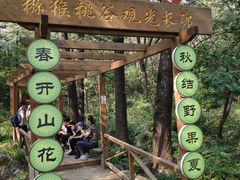 -大岭沟猕猴桃谷风景区