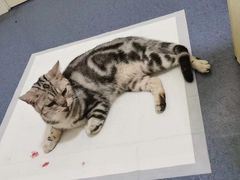 -瑞鹏宠物医院·爱宠堂(环西分院)