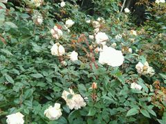 -人民公园(罗湖区)