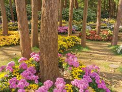 -上海共青森林公园