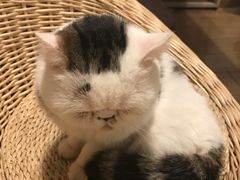 -Cappucimeow猫咪咖啡馆(韦伯时代店)