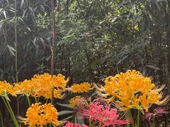 -杭州植物园