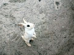 -前小桔亲子创意农场·草莓采摘·露营烧烤