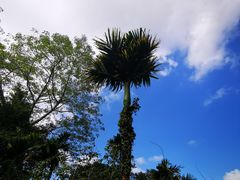 -海南槟榔谷黎苗文化旅游区