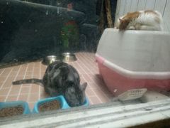 -猫咪博物馆(顶澳仔猫街店)