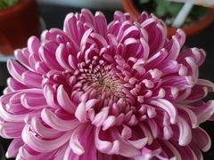 -杭州植物园