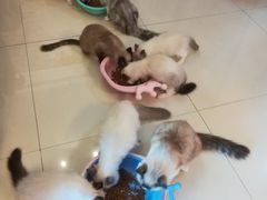 -猫咪咖啡店(新城大街店)