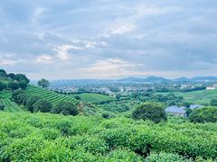-龙坞茶村