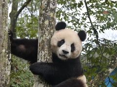 -中国大熊猫保护研究中心雅安碧峰峡基地