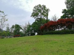 -铁山坪森林公园