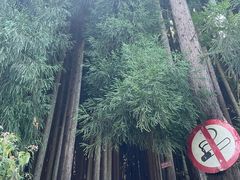 -武陵山森林公园