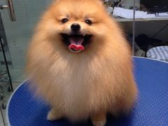 -PETKIT 小佩宠物·低压洗护·美容·寄养(安远店)