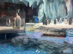 -帝企鹅自助餐厅•儿童岛•真企鹅(长隆企鹅酒店)