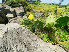 -硇洲岛旅游区