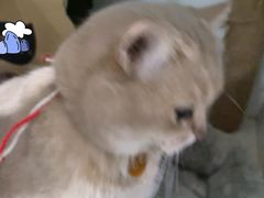 -暖阳宠物医院·犬猫康复中心·骨科