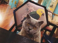 -猫小院猫主题咖啡厅(北锣店)