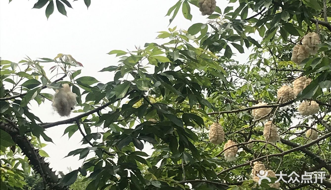 木棉花开 飞絮濛濛