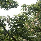木棉花开 飞絮濛濛