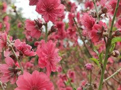-桃花涧