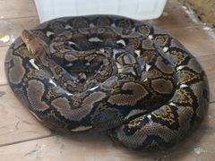 -常州淹城野生动物世界