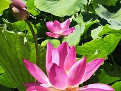 -莲花池公园