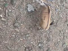 -合肥野生动物园