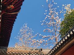 -长春观