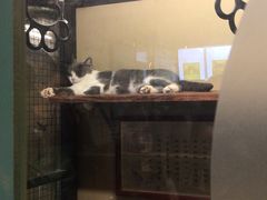 -猫咪博物馆(顶澳仔猫街店)