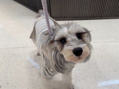 -帕帕拉兹宠物(亚洲旗舰店)