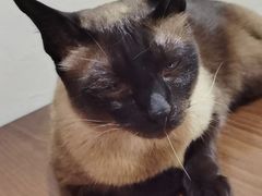 -猫友咖啡店(玉林西路店)