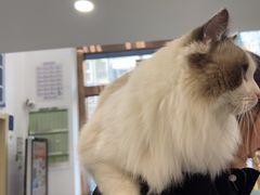 -宠颐生宠物医院·心肾内科·猫专科诊疗中心宠巢店