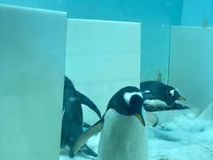 -正佳极地海洋世界