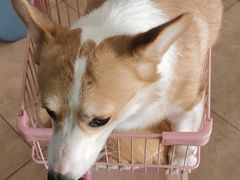 -汪说·狗咖(旺城大厦店)