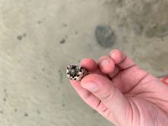 -贝壳沙滩