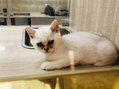 -飞行喵MR PILOT|猫舍·猫咖(静安大融城店)
