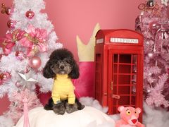 -超宠爱宠物摄影-Super pet