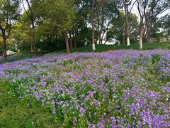 -泰州凤城河风景区-泰山公园
