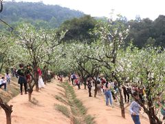 -南国桃园旅游度假区