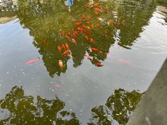 -香山公园