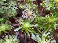 -南宫五洲植物乐园