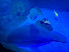 -烟台海昌鲸鲨海洋公园