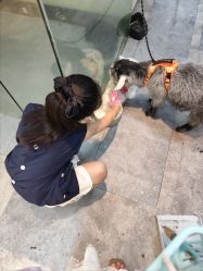 -神奇动物撸宠馆·羊驼·小浣熊·异宠(豫园店)