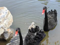 -鄂尔多斯野生动物园